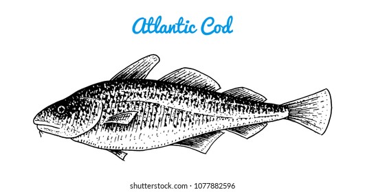 Atlantic cod. River and lake fish. Sea creatures. Freshwater aquarium. Seafood for the menu. Engraved hand drawn in old vintage sketch. Vector illustration. Symbols of the ocean.