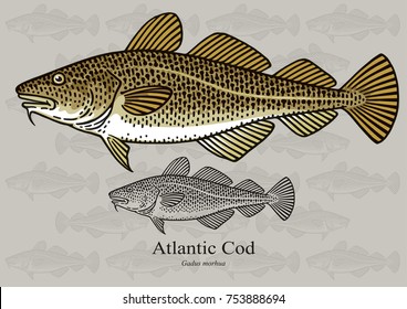 Atlantic Cod, Skrei. Vector illustration with refined details and optimized stroke that allows the image to be used in small sizes (in packaging design, decoration, educational graphics, etc.)