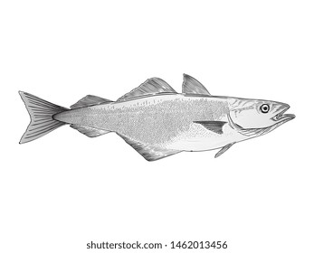 Atlantic Cod vector illustration for any use