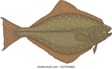 Atlantic Halibut Fish World's Largest Flatfish Hippoglossus Animal Species Vector Isolated