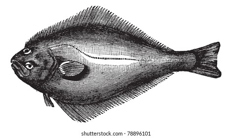 Atlantic Halibut or Hippoglossus hippoglossus, vintage engraving. Old engraved illustration of an Atlantic Halibut.  Trousset encyclopedia (1886 - 1891)