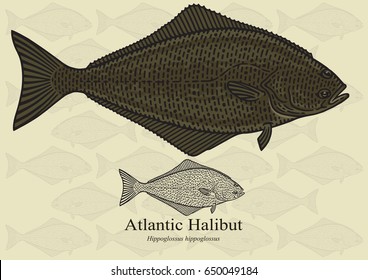 Atlantic Halibut. Vector illustration with refined details and optimized stroke that allows the image to be used in small sizes (in packaging design, decoration, educational graphics, etc.)