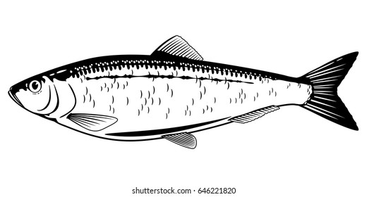 Atlantic Herring Black and White Fish