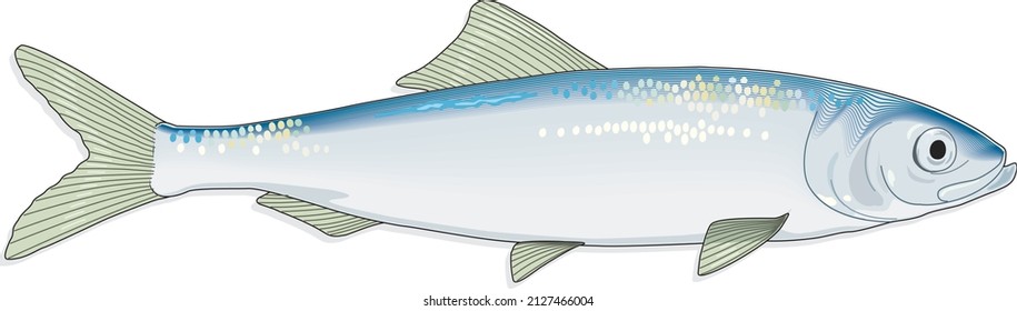 Atlantic Herring Fish Arenque Clupeidae Marine Animal Species Vector Isolated