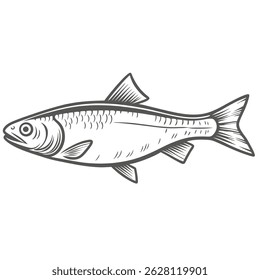 Atlantic Herring Fish Line Art Illustration