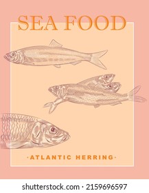 Atlantic herring illustrations in variations with typography,