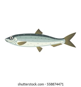 Atlantic herring lupea harengus fish