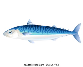 Atlantic mackerel fish in profile, isolated