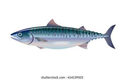 Atlantic mackerel fish. Vector illustration.