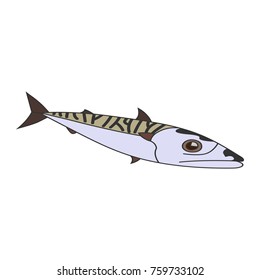 Atlantic mackerel fish. Vector illustration.