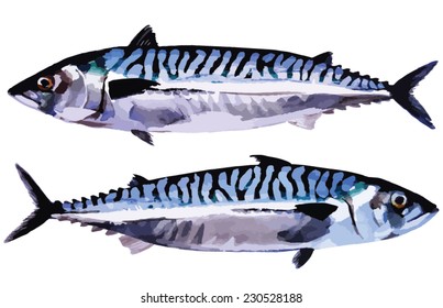 Atlantic mackerel, ocean fish isolated. Handmade watercolor painting turned into vector illustration.