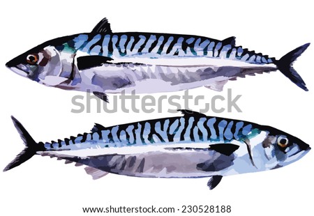Atlantic mackerel, ocean fish isolated. Handmade watercolor painting turned into vector illustration.