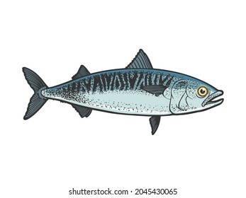 Atlantic mackerel scomber fish color sketch engraving vector illustration. T-shirt apparel print design. Scratch board imitation. Black and white hand drawn image.