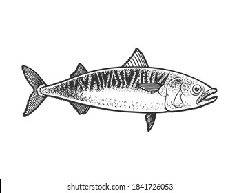 Atlantic mackerel scomber fish sketch engraving vector illustration. T-shirt apparel print design. Scratch board imitation. Black and white hand drawn image.