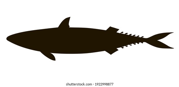 Caballa atlántica (Scomber scombrus). Imagen de dibujo a mano de silueta negra.