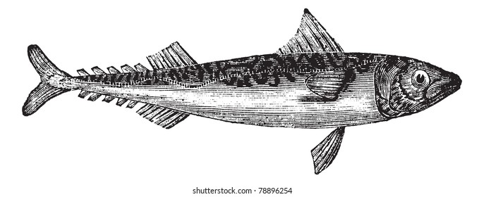 Caballa atlántica o Scomber scombrus o caballa de Boston o caballa de caballa, grabado vintage. Antigua ilustración de caballa atlántica aislada en un fondo blanco. Enciclopedia Trousset (1886-1891).
