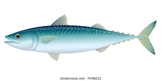 Atlantic Mackerel (Scomber scombrus) saltwater fish.
"Full compatible. Created with gradients."