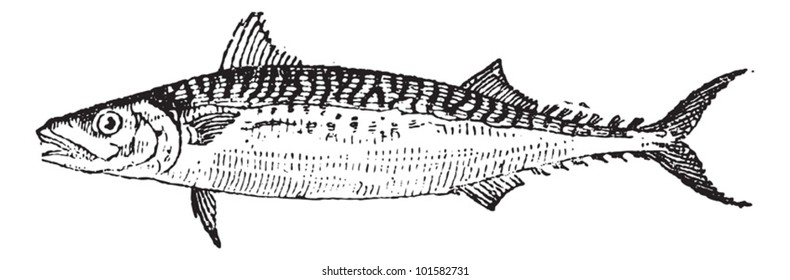 Atlantic Mackerel or Scomber scombrus, vintage engraved illustration. Dictionary of Words and Things - Larive and Fleury - 1895