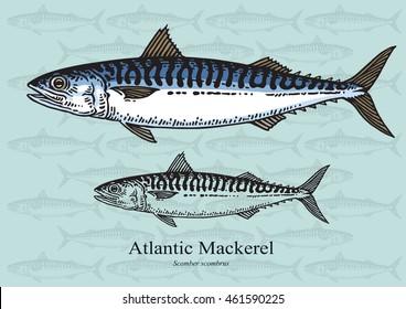 Atlantic Mackerel. Vector illustration with refined details and optimized stroke that allows the image to be used in small sizes (in packaging design, decoration, educational graphics, etc.)