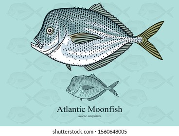 Atlantic Moonfish. Vector illustration with refined details and optimized stroke that allows the image to be used in small sizes (in packaging design, decoration, educational graphics, etc.)
