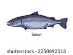 Atlantic ocean salmon, retro-styled drawing. Sea marine fish. Salmo salar, north cold water animal. Detailed hand-drawn realism, vector illustration isolated on white background