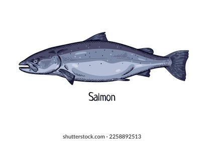 salmón del océano Atlántico, dibujo de estilo retro. Pescado marino. Salmo salar, animal de agua fría del norte. Realismo detallado dibujado a mano, ilustración vectorial aislada en fondo blanco