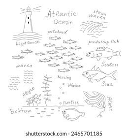 Atlantic ocean, sea fish (school of small fish sardine, sea bass, Atlantic horse mackerel), water plants, lighthouse, sea bottom, Vector black outline doodle set. Images and names.