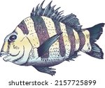 An Atlantic Ocean Sheepshead Fish