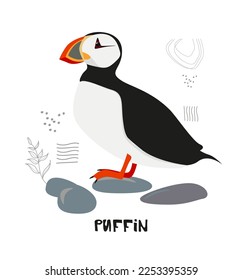 Atlantic puffin Stehen auf den Felsen flache Vektorgrafik. Nordfauna, Tierwelt. Roter Buchvogel.  Arktischer Küstenvogel, Bewohner der Meeresküste einzeln auf blauem Hintergrund.