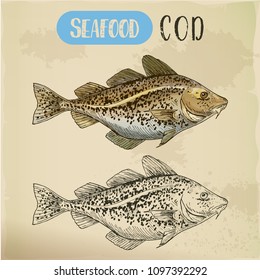 Atlantic or Pacific cod sketch. Hand drawn Alaska pollock. Signboard for seafood market or restaurant menu with fish. Sea and ocean, river and underwater wildlife, marine and nautical, fishing theme