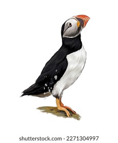 Atlantic puffin bird from multicolored paints. Splash of watercolor, colored drawing, realistic. Vector illustration of paints
