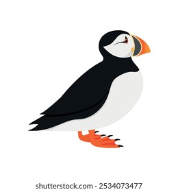 Atlantic puffin bird in profile view isolated on white background. Vector illustration