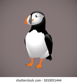 Atlantic puffin bird - vector detailed illustration.