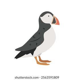 Atlantic puffin cartoon clipart. Common puffin vector illustration in flat style. Hand-drawn wild animal concept