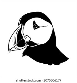 Atlantic Puffin or Common Puffin illustration, drawing, engraving, ink, line art, vector