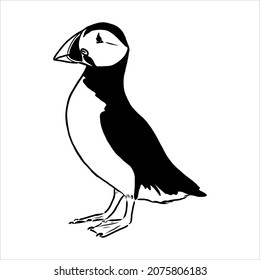 Atlantic Puffin or Common Puffin illustration, drawing, engraving, ink, line art, vector svg