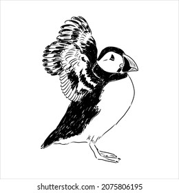 Atlantic Puffin or Common Puffin illustration, drawing, engraving, ink, line art, vector