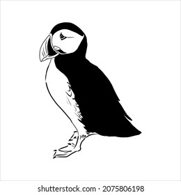 Atlantic Puffin Common Puffin Illustration Drawing Stock Vector ...