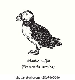 Atlantic puffin (Fratercula arctica) standing side view. Ink black and white doodle drawing in woodcut style. svg