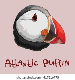 atlantic puffin, isolated  head, exotic bird