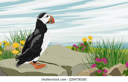 The Atlantic puffin looks out over the ocean from a large rock on a blooming summer shore. Scandinavian bird Fratercula arctica or common puffin. Realistic vector landscape svg
