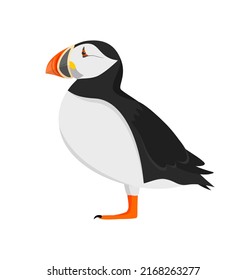 Atlantic puffin in profile isolated on a white background