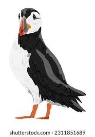 The Atlantic Puffin. Realistic Fratercula arctica or common puffin birds in different poses. Vector birds	 svg