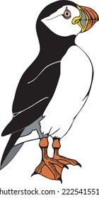 Ilustración de vectores de aves marinas del atún de aleta negra del Atlántico