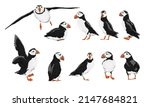 Atlantic puffin set. Realistic Fratercula arctica or common puffin birds in different poses. Vector birds	