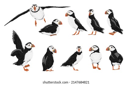 Atlantic puffin set. Realistic Fratercula arctica or common puffin birds in different poses. Vector birds	 svg