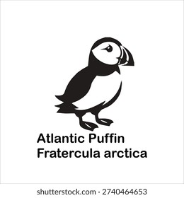 Atlantic Puffin Silhouette Vector Illustration with Scientific Name Fratercula arctica