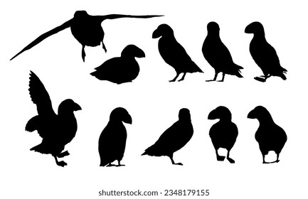 Atlantic puffin silhouettes set. Realistic Fratercula arctica or common puffin birds in different poses. vector birds