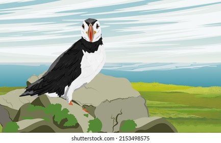 The Atlantic puffin stands on the rocks on the green shore of the ocean. Scandinavian bird Fratercula arctica or common puffin. Realistic vector landscape