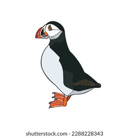 Atlantic Puffin. Vector illustration isolated on white background.